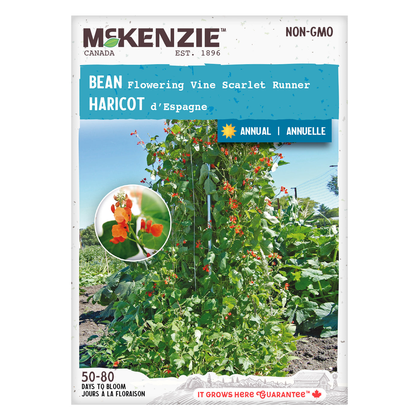 Bean Seeds, Flowering Vine Scarlet Runner Pole – McKenzie Seeds