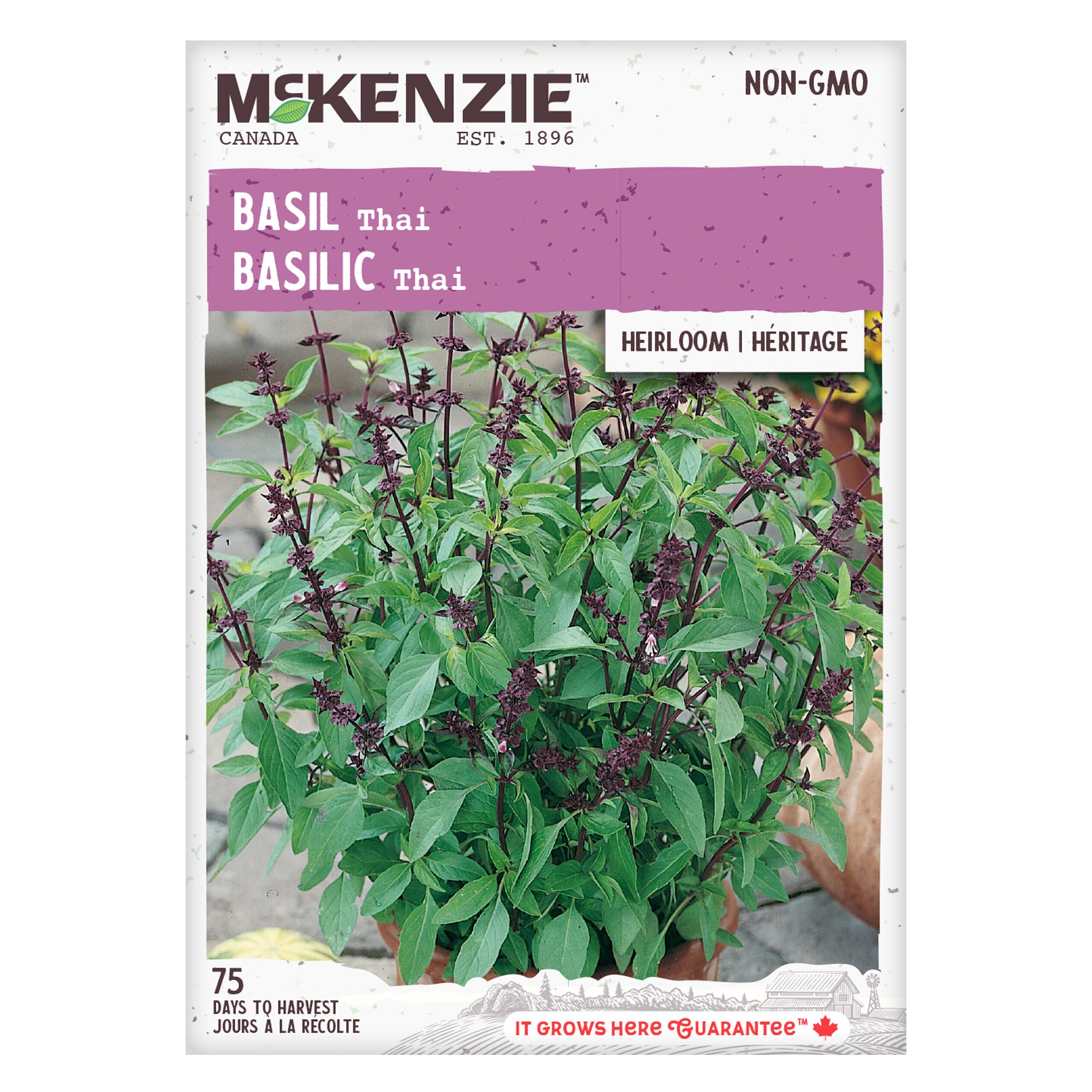 Buy Thai Basil Herb Seed Online McKenzie Seeds