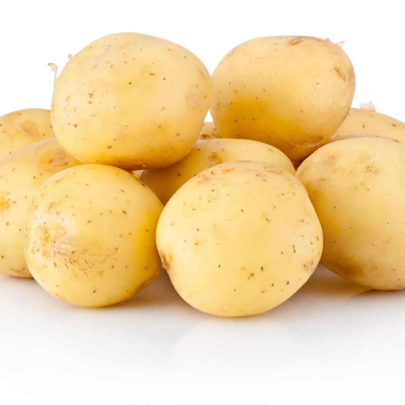 Seed Potatoes, Colomba