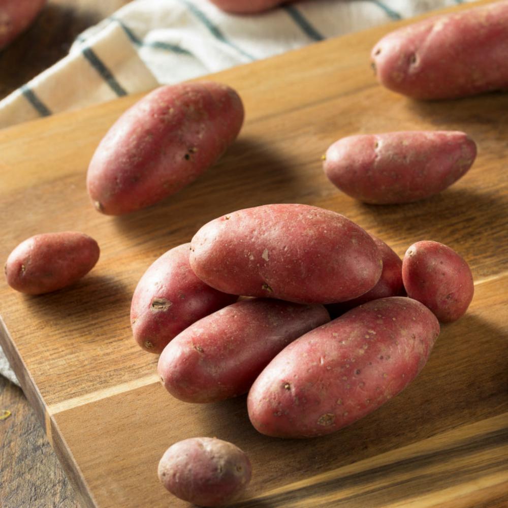 Seed Potatoes, Carminelle French Fingerling