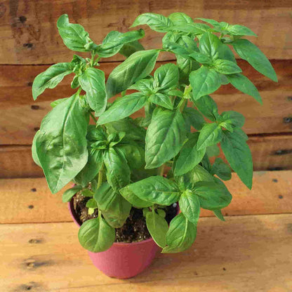 A few of the all-so-sweet Basil Sweet Herb from McKenzie Seeds