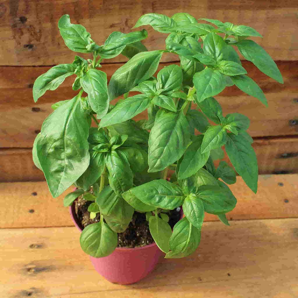 A few of the all-so-sweet Organic Basil Sweet Herb from McKenzie Seeds