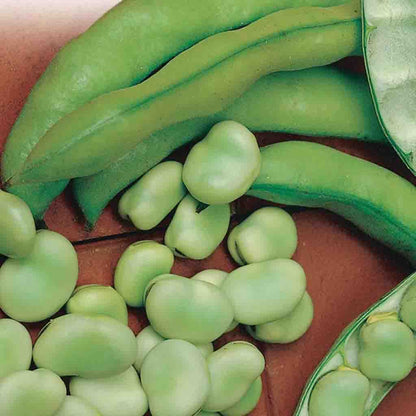 A green exterior contains a light green bean within the Bean Borlotto Lingua Di Fuoco (Bush) from McKenzie Farms