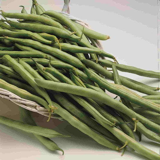A multitude of Bean Contender (Bush) Vegetables from McKenzie Seeds