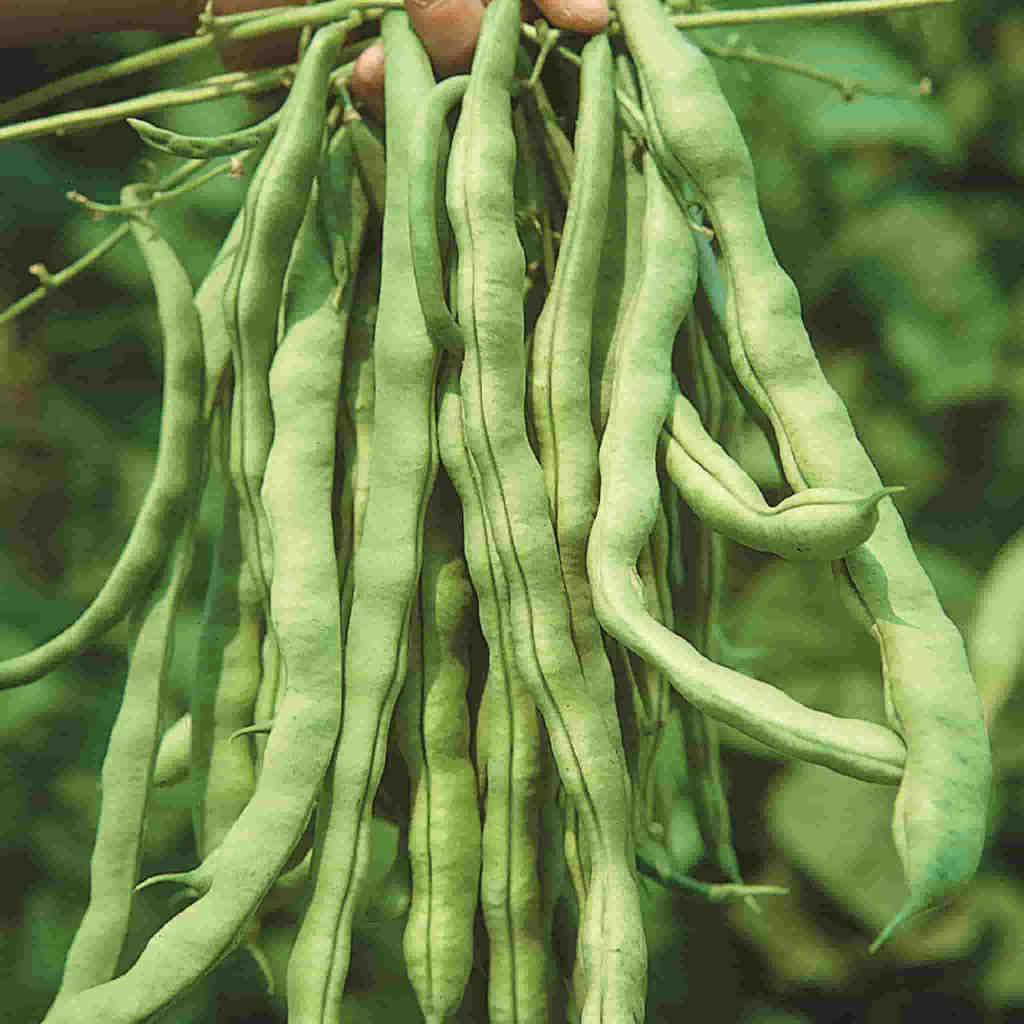 A group of green Bean Kentucky Wonder (Pole) Vegetables from McKenzie Seeds