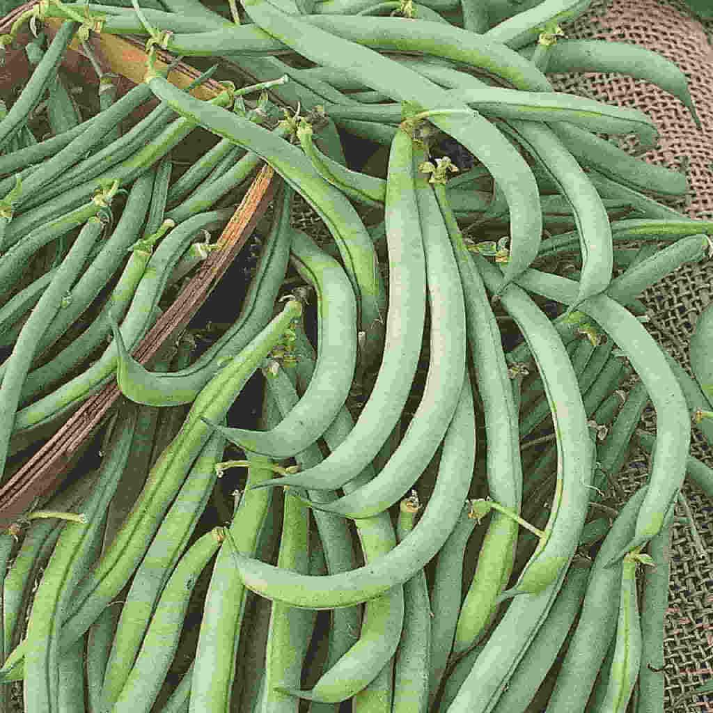 An Assortment of Green Bean Tendergreen Improved - Bulk Pack Vegetables from McKenzie Seeds