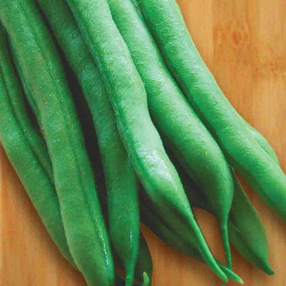 A few Green Bean Provider (Bush) Organic Vegetables from McKenzie Seeds