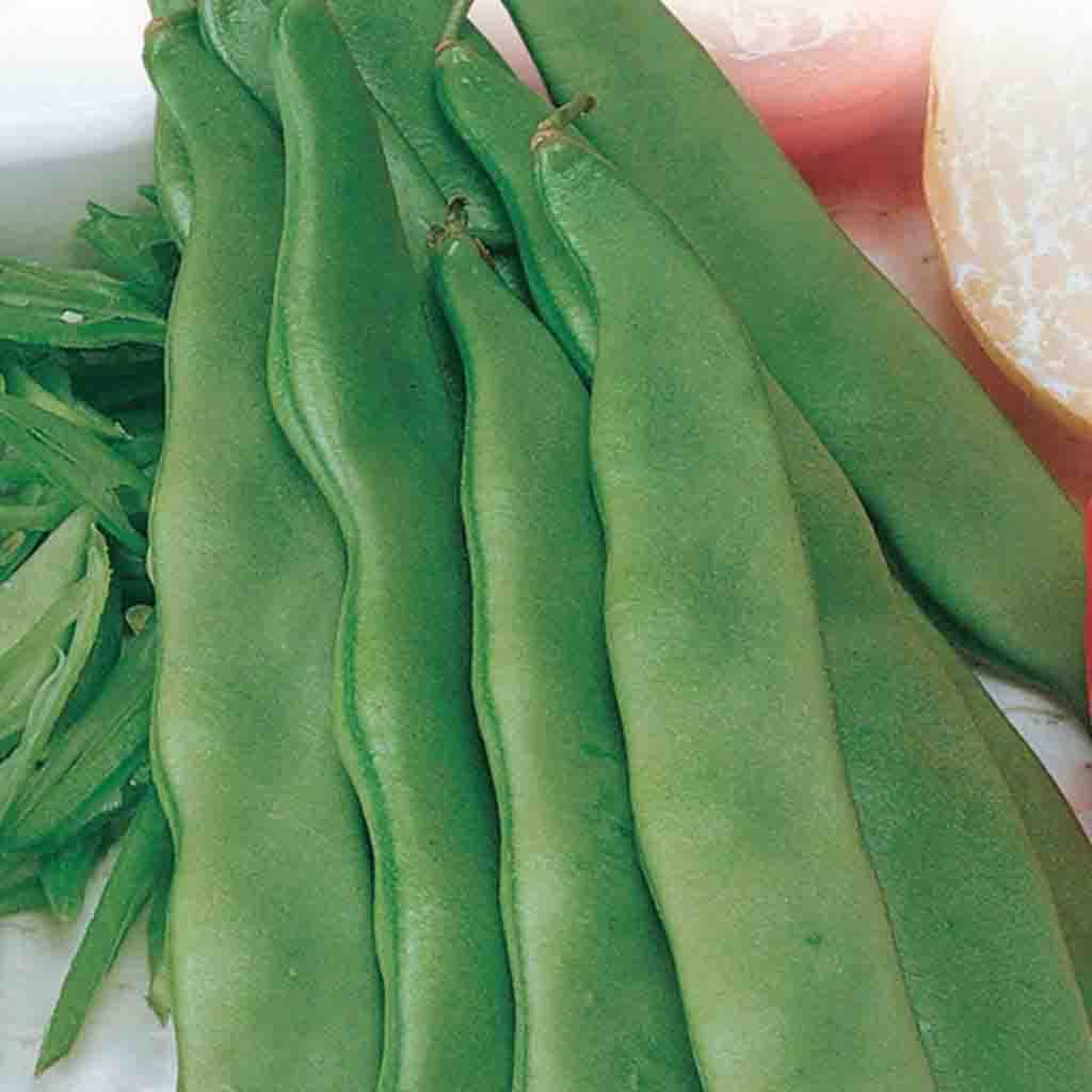 A few Green Bean Romano (Bush) Vegetables from McKenzie Seeds
