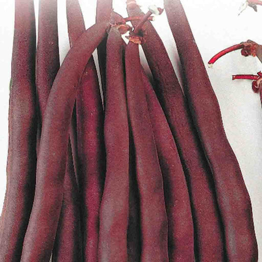 Multiple Red Bean Royal Burgundy (Bush) Vegetables from McKenzie Seeds