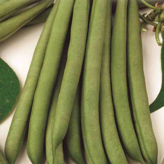 A Selection of Green Bean Stringless Green Pod (Bush) Vegetables from McKenzie Seeds