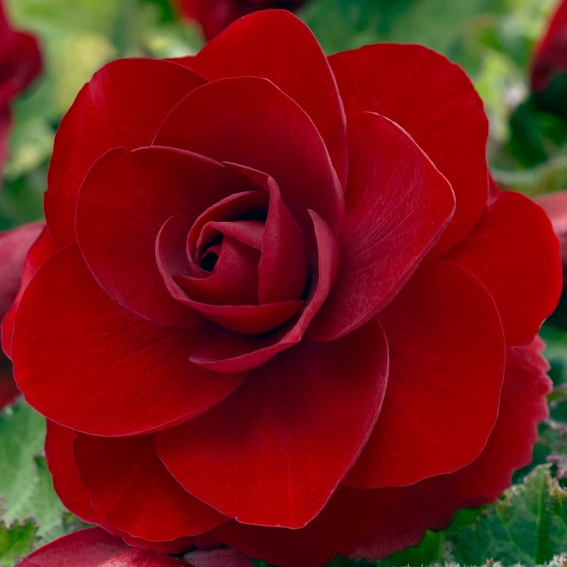 Begonia Bulbs, Double Camelia Red