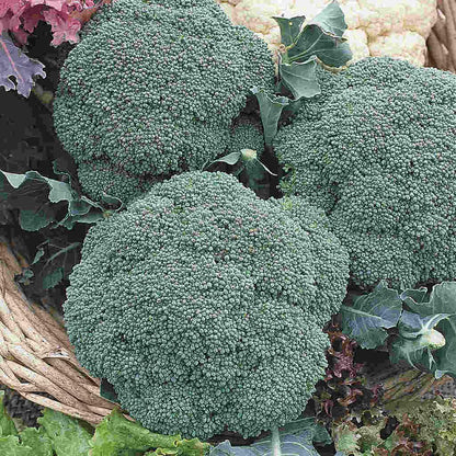A beautiful blossoming McKenzie Seeds classic Broccoli Green Sprouting Organic Seeds