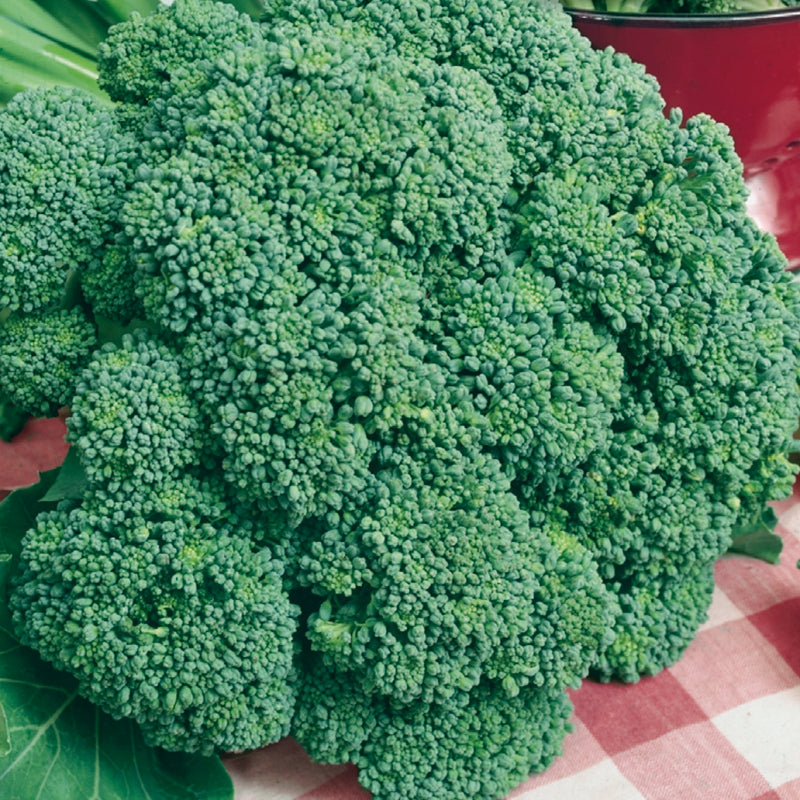 Broccoli Seeds, Imperial Hybrid