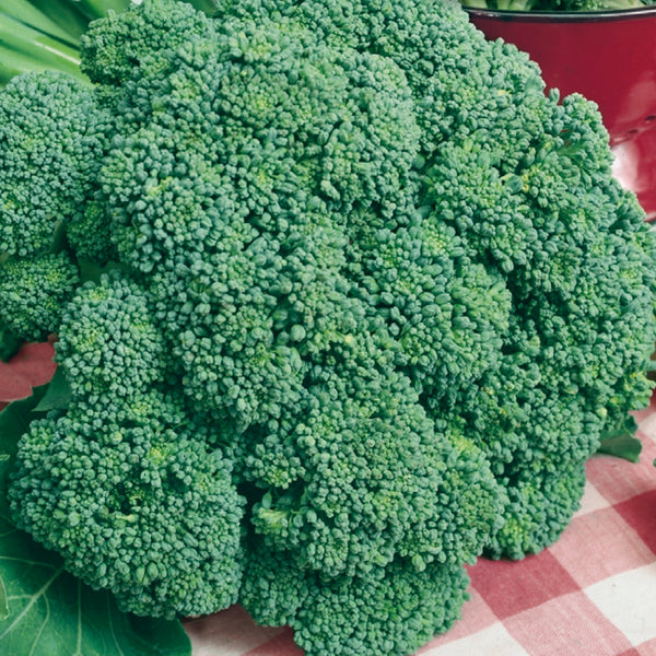 BroccoliImperial_grande.jpg?v=