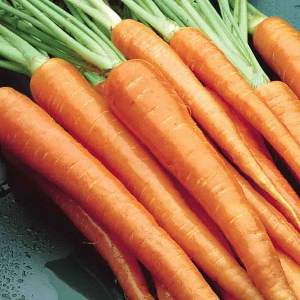 A large orange bundle of McKenzie Seeds Carrot Danvers Half-Long Vegetables