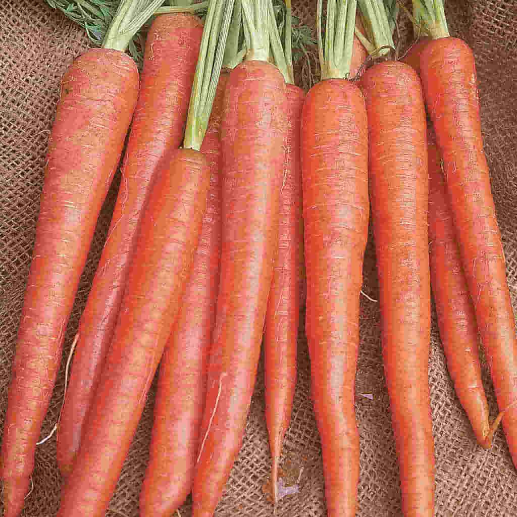 Rule the orange with McKenzie Seeds Carrot Imperator Organic Vegetables