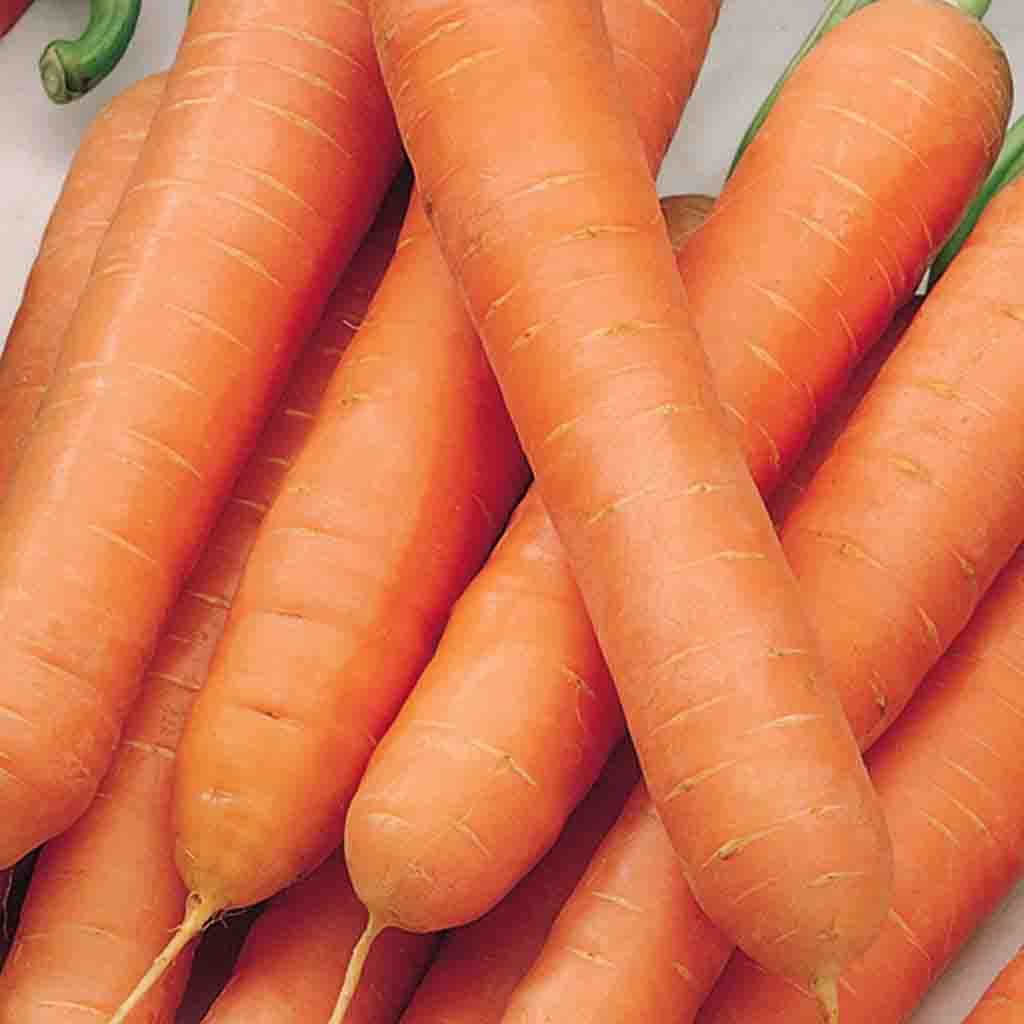 A ripe orange bundle of McKenzie Seeds Carrot Nantes Touchon Organic Vegetables.
