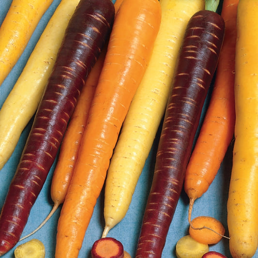 A variety of colorful carrots, including orange, yellow, red, and purple, are displayed, showcasing the Rainbow Mix Carrot Seeds.