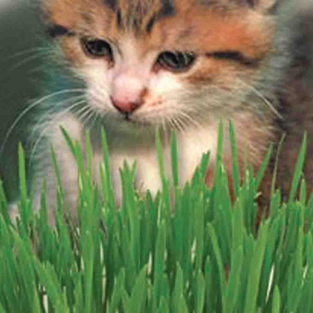 The Purrfect gift for your kitty is a McKenzie Seeds Catgrass Vegetable
