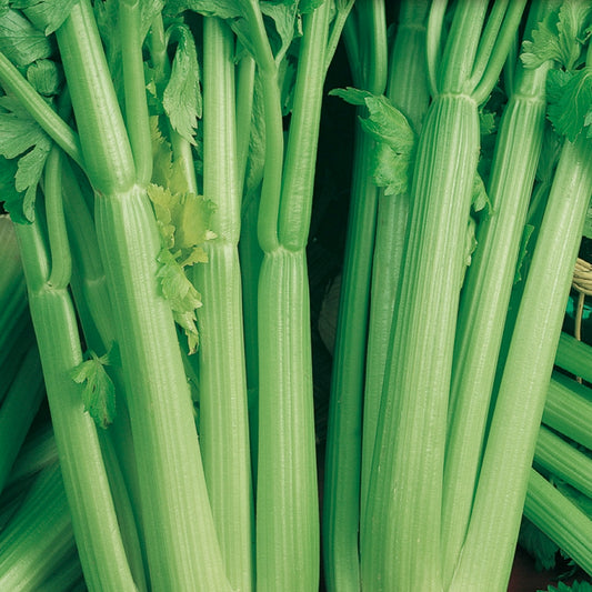 A close-up of fresh green celery stalks with leaves.