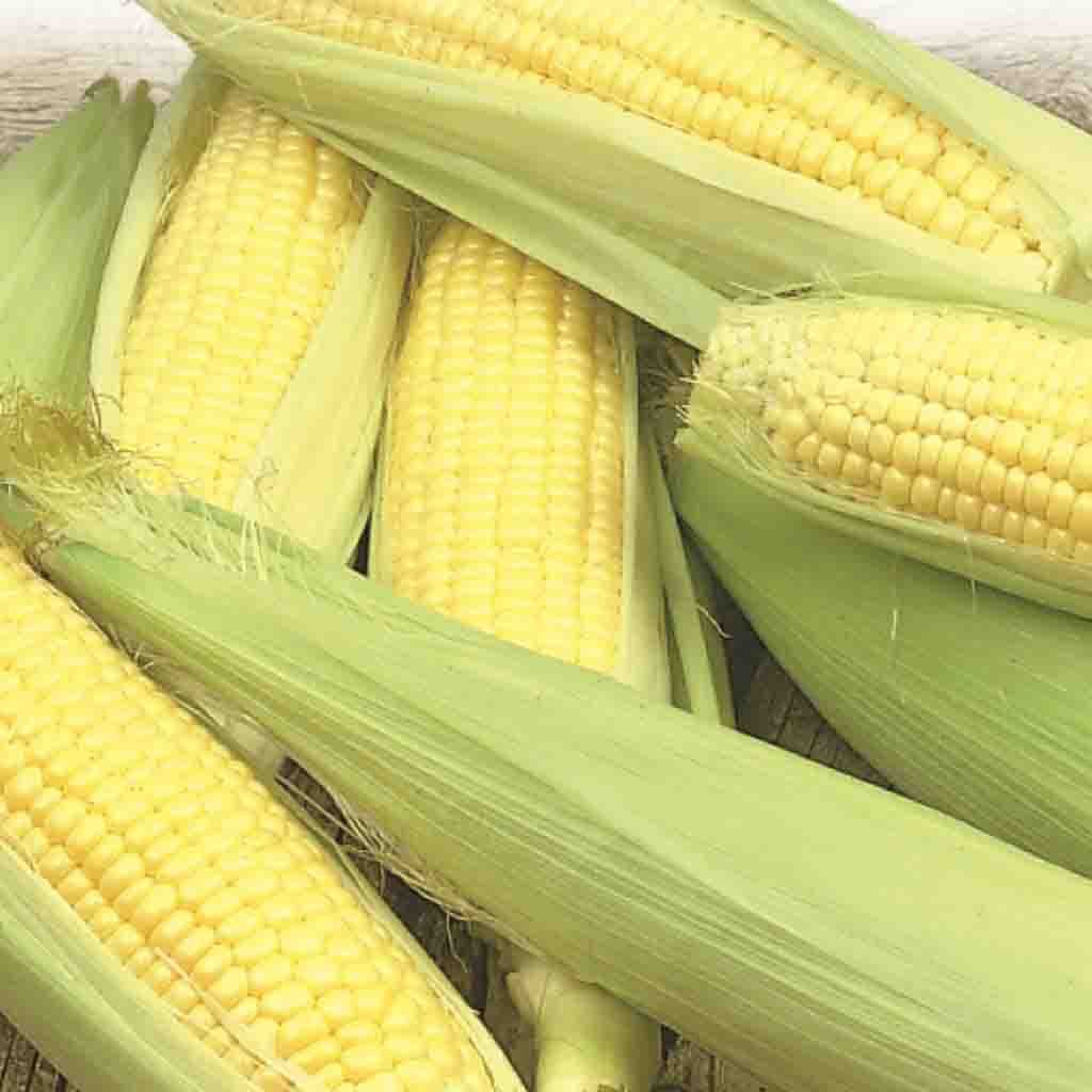 Corn Early Golden Bantam
