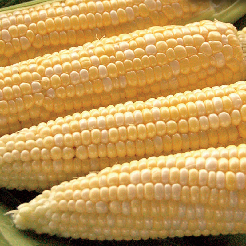 Organic Corn Seeds, My Fair Lady