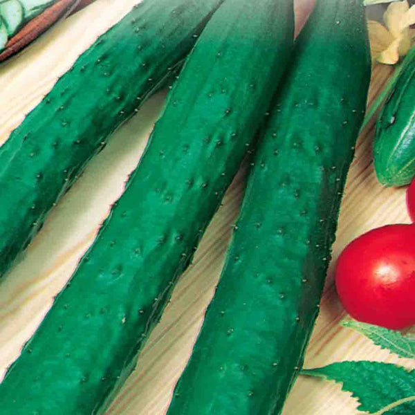 未使用 Magic Cucumbers - Magic Crush No Name Naturally Imperfect Mini Cucumbers - 907 g | Loblaws