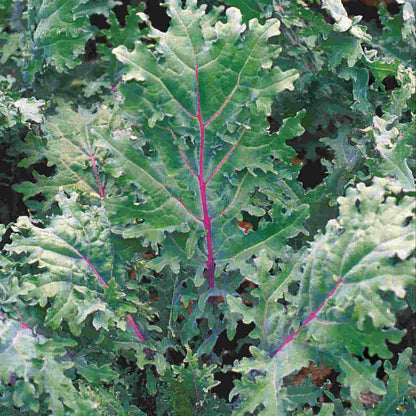 Kale Seeds, Red Russian