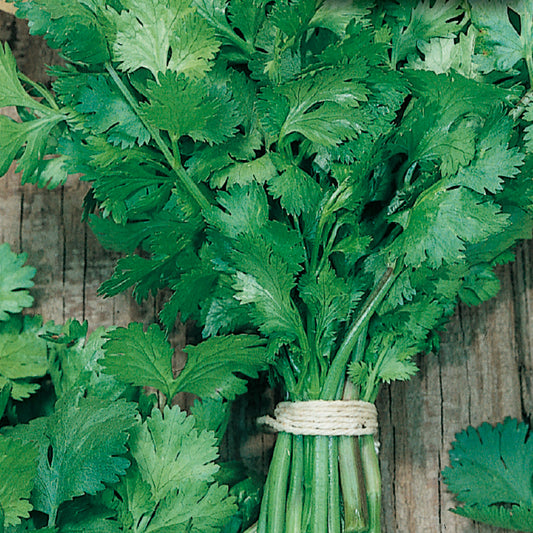 A bunch of fresh cilantro leaves tied together, set against a wooden background.