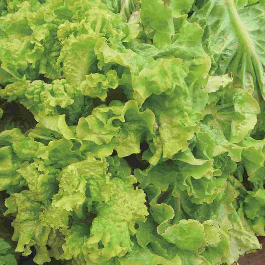 A close-up image of fresh green lettuce leaves.