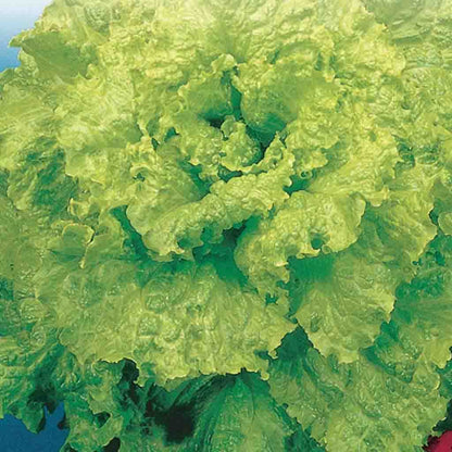 Lettuce Early Curled Simpson