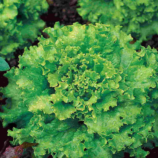 Lettuce Early Great Lakes
