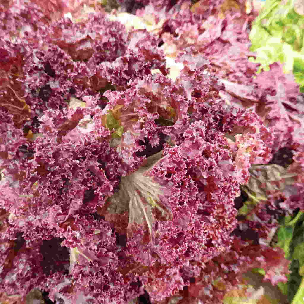 Lettuce Red Salad Bowl