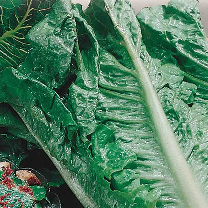 Lettuce Romaine Organic