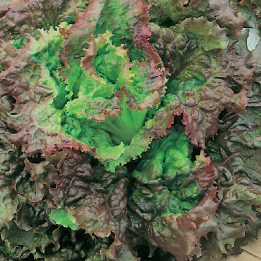 A close-up image of red and green leaf lettuce, showing the vibrant colors and textured leaves.