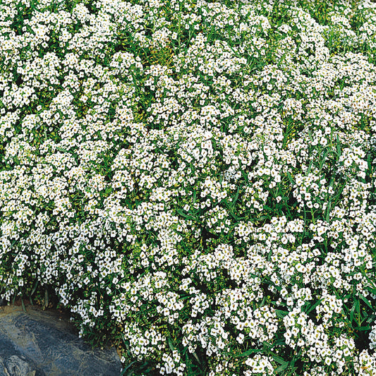 A garden bed covered with dense, white-flowered plants spreading across the soil.