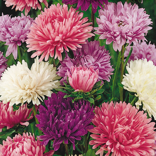 A variety of colorful Aster Powder Puff flowers in bloom, showcasing pink, purple, and white petals.