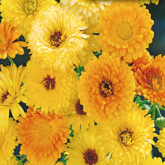 A close-up of calendula flowers showing various colors including orange, yellow, and apricot with a creamy white center.