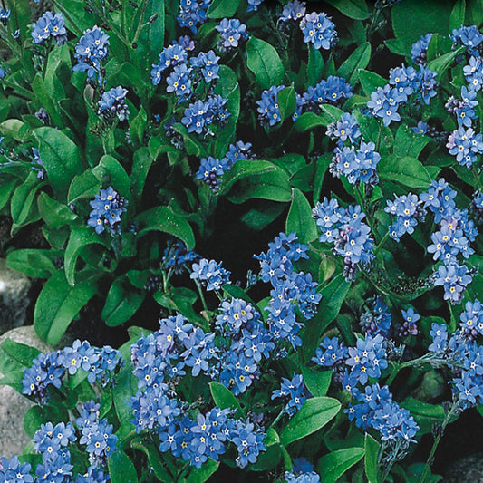A cluster of blue forget-me-not flowers with green foliage.