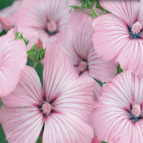 lavatera flower seeds Buy Silvercup Lavatera Seed Online