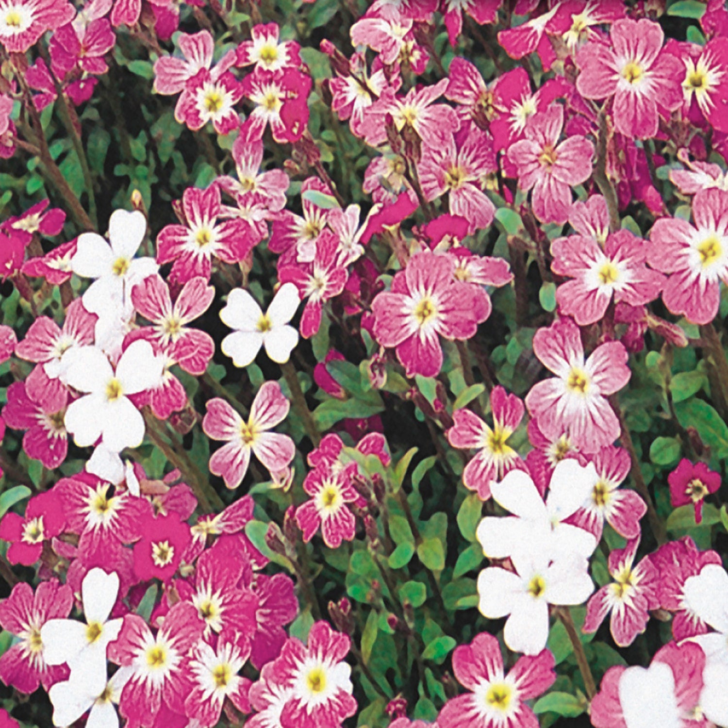 A garden bed with Matthiola seeds growing, displaying flowers in shades of pink, lilac, and white.
