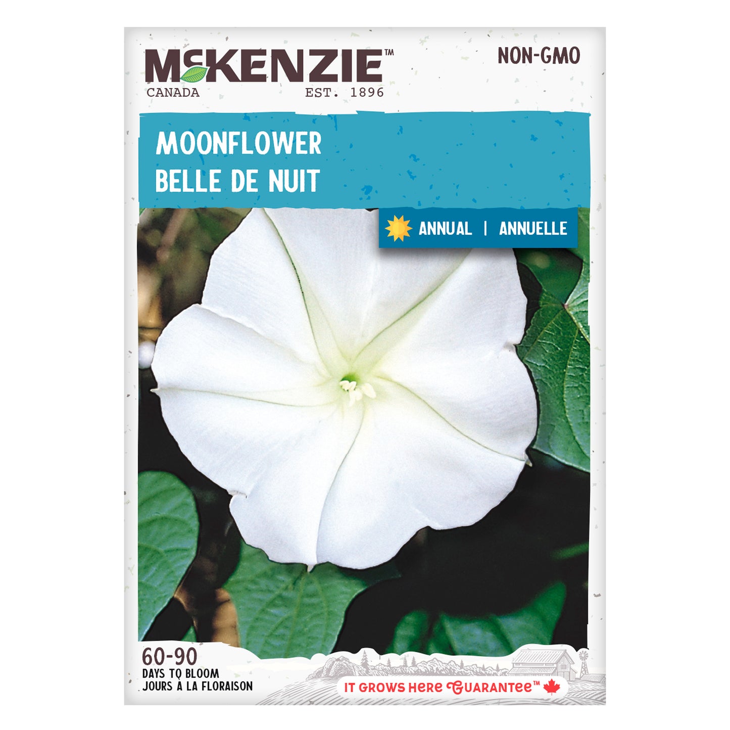 moon flower bush seeds Buy Moonflower Flower Seed Online
