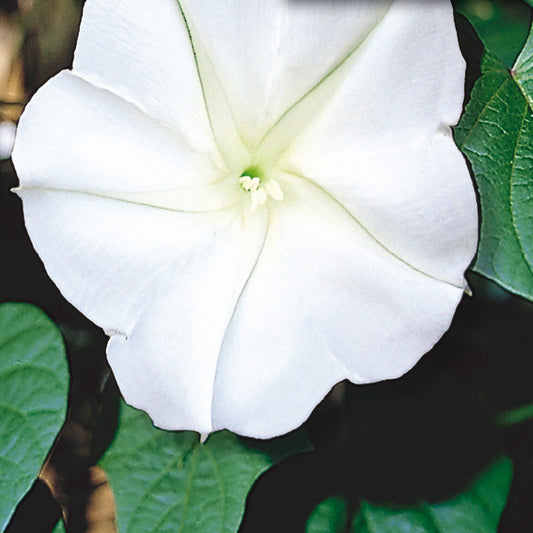 Close-up image of a white Moonflower bloom with green leaves in the background.