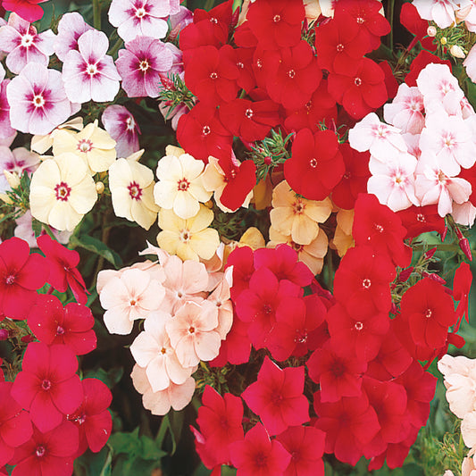 A variety of blooming phlox flowers in different colors including red, pink, white, and yellow.