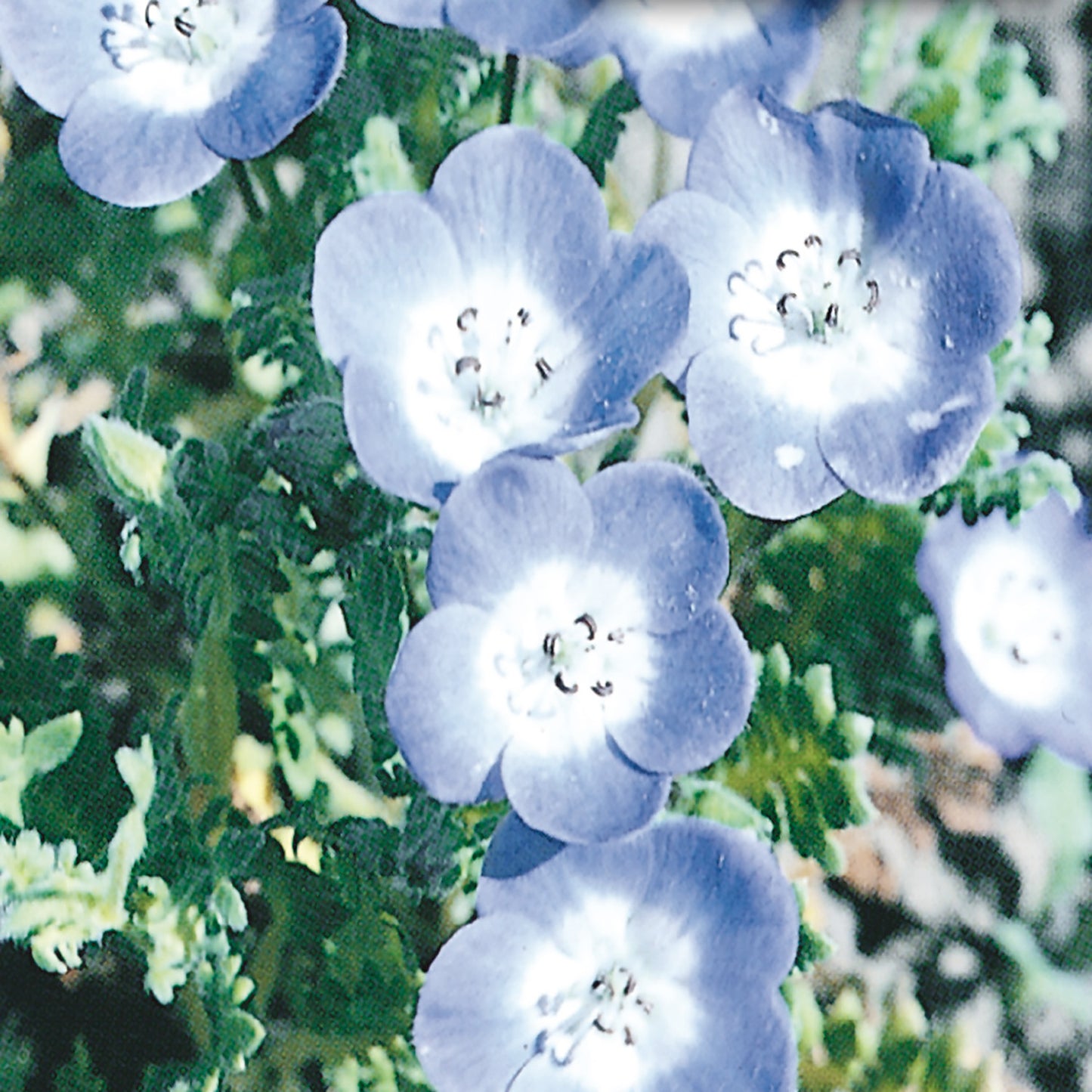 Nemophila Seeds, Baby Blue Eyes