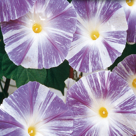 Close-up of white and purple striped Morning Glory flowers.