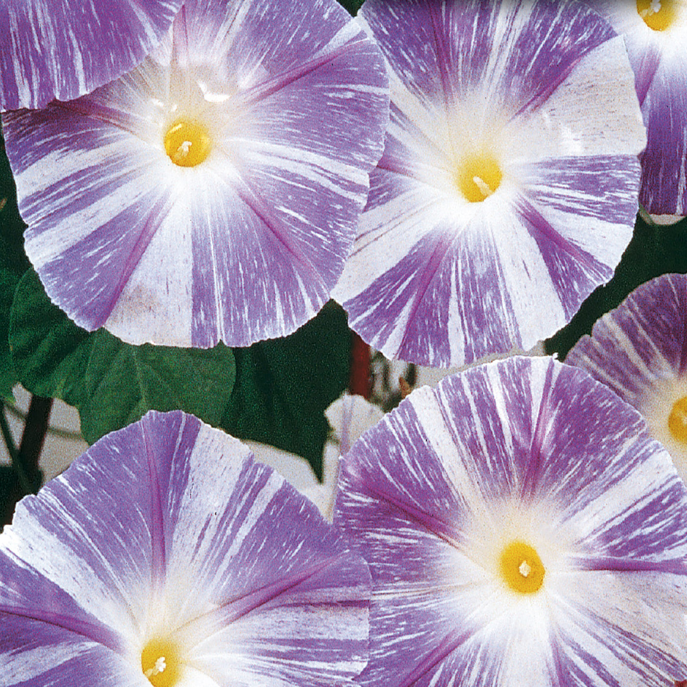 Morning Glory Seeds, Flying Saucers McKenzie Seeds