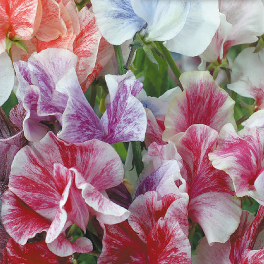 A close-up of sweet pea flowers showing a mix of multicolored blooms with patterns of pink, red, and white.