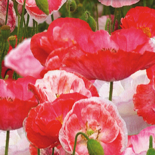 A close-up image of pink and red poppy flowers in bloom.