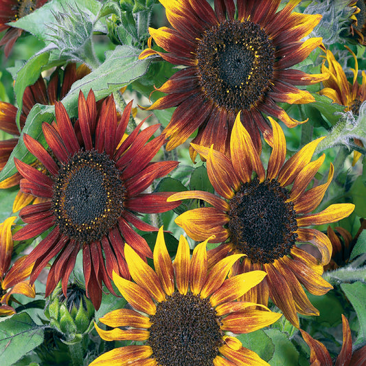 A close-up of sunflower seeds with vibrant, multi-colored petals including yellow, red, and brown, showcasing a healthy and lush foliage in the background.